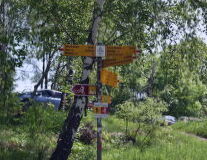 a sign on a pole next to a tree
