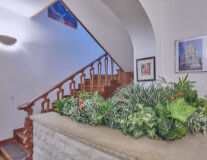 indoor, stairs, houseplant, flower
