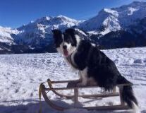 a dog sitting on top of a snow covered mountain