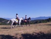 a man riding a horse in a field