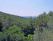 a large tree in a forest