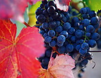 fruit, grape, autumn, food, berry