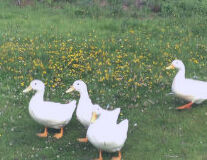 a flock of seagulls standing on grass