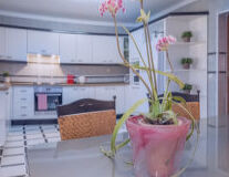indoor, flower, houseplant, flowerpot, vase, kitchen