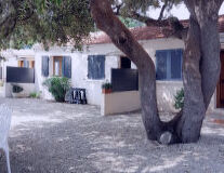 tree, ground, outdoor, house, window, houseplant