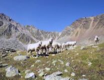 a herd of sheep standing on top of a mountain