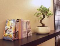 indoor, wall, book, text, houseplant, vase