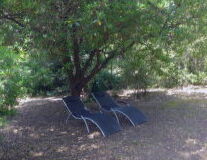 tree, outdoor, ground