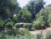 a group of bushes in a garden